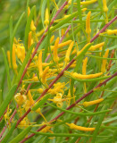 a geebung (Persoonia virgata)