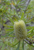 Saw  Banksia (Banksia serrata)