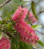 Broad-leaved Paperbark (Melaleuca viridiflora) red-flowered form