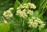 Limeberry (Micromelum minutum)