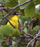 Australasian Figbird (male)