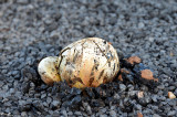 fungi in bitumen