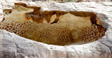 lung rock