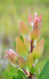 new growth on Broad-leaved Paperbark (Melaleuca viridiflora)