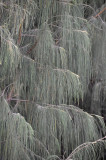 Horsetail Oak (Casuarina equisetifolia)