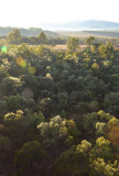 treetop view