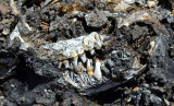 jawbone preserved in travertine