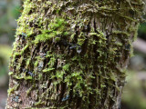 bark garden