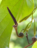 Native Dutchman Pipe (Aristolochia acuminata)