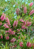 a bottlebrush (Melaleuca sp)