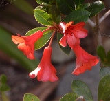 Native Rhododendron (Rhododendron lochiae)