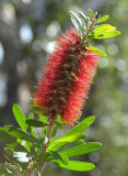 Wallum Bottlebrush