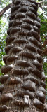 Cabbage Palm