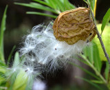 Balloonplant (Gomphocarpus physocarpus)