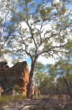 Newcastle Range Bloodwood (Corymbia serendipita)