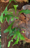 Northern Elkhorn (Platycerium hillii)