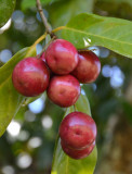 Cribwood (Corynocarpus cribbianus)