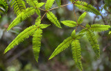 Forking Fern (Dicranopteris linearis)