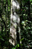 rainforest tree