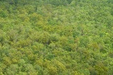 eucalypt open forest