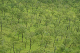 eucalypt woodland