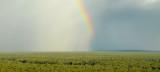 savanna rainbow