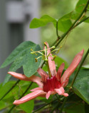Red Passion-flower (Passiflora aurantia)
