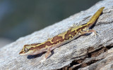 Box-patterned Gecko (Lucasium steindachneri)