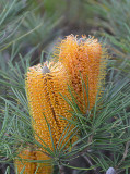 Hairpin Banksia (Banksia spinulosa)