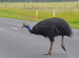 Southern Cassowary