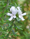 Native Rosemary (Westringia fruticosa)