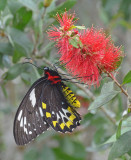 Cairns Birdwing female