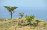 # Bali – the tropical savanna #