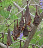 Little Red Flying-foxes