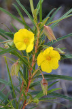 Arsenic Plant (Hibbertia longifolia)