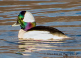 Bufflehead (male) 2845.jpg