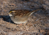 White-throated Sparrow 0616.jpg