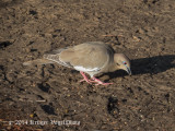 White-winged Dove 0150.jpg