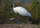 Wood Stork 3396.jpg