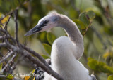 Anhinga (juvenile) 3357.jpg