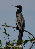 Anhinga (male) 3319.jpg