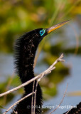 Anhinga (male) 3375.jpg