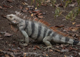 Green Iguana 2967.jpg