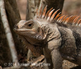 Green Iguana 2956.jpg