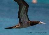 Brown Booby (female) 2846.jpg