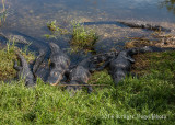 American Alligators 3364.jpg