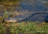 American Alligator 3366.jpg