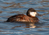 Ruddy Duck (male) 3795.jpg