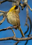 Common Yellowthroat (male) 4154.jpg