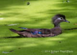 Wood Duck (female) 5324.jpg